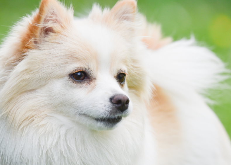 #30. German spitz