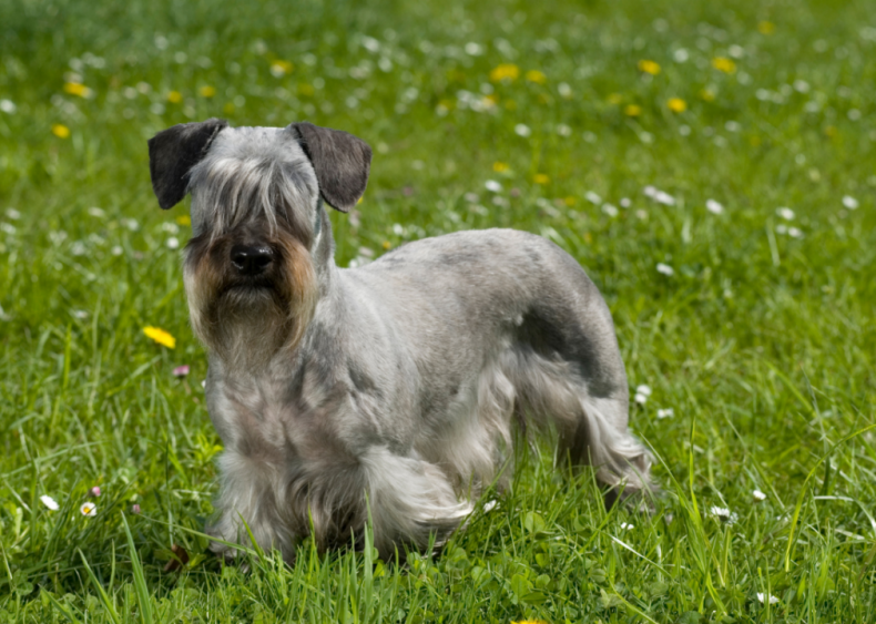 #29. Cesky terrier