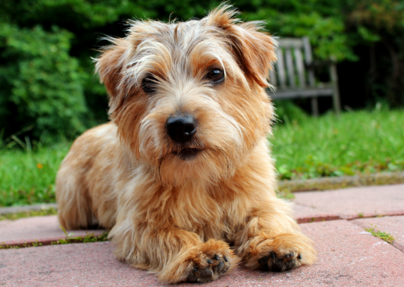 #25. Norfolk terrier