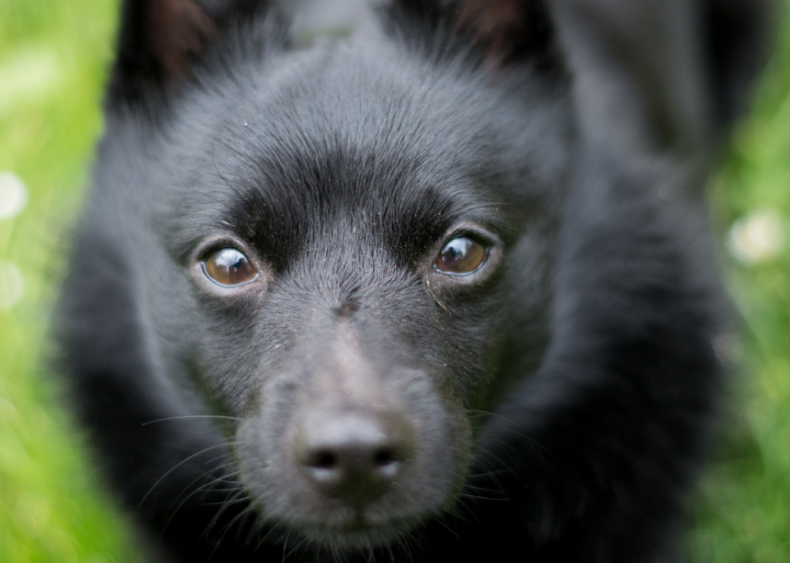 #22. Schipperke