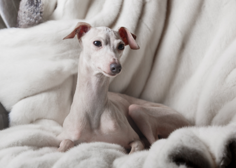 #18. Italian greyhound