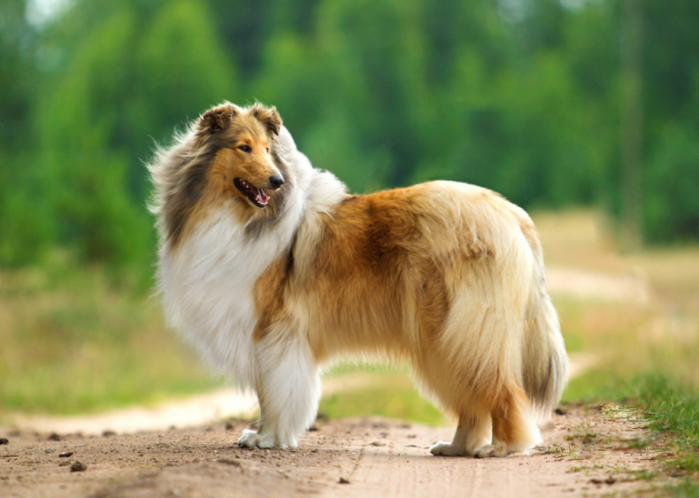 #14. Collie