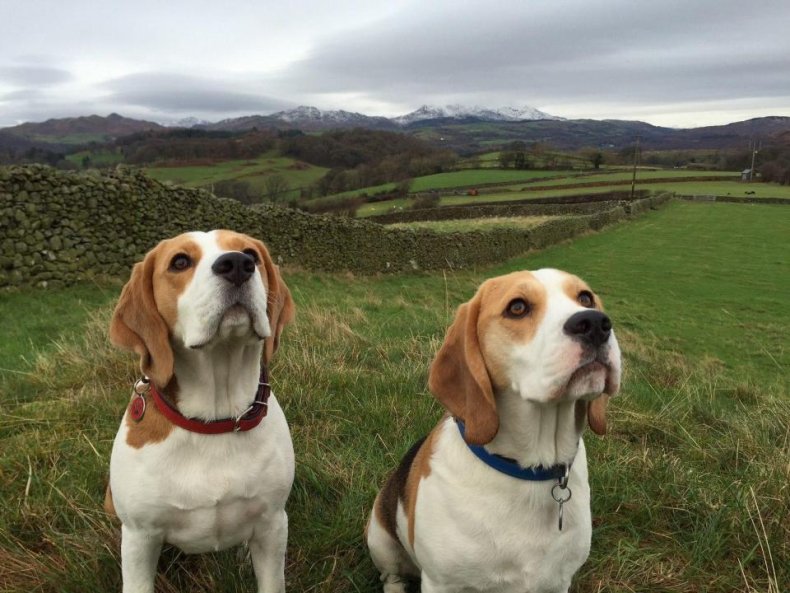 #5. Beagle