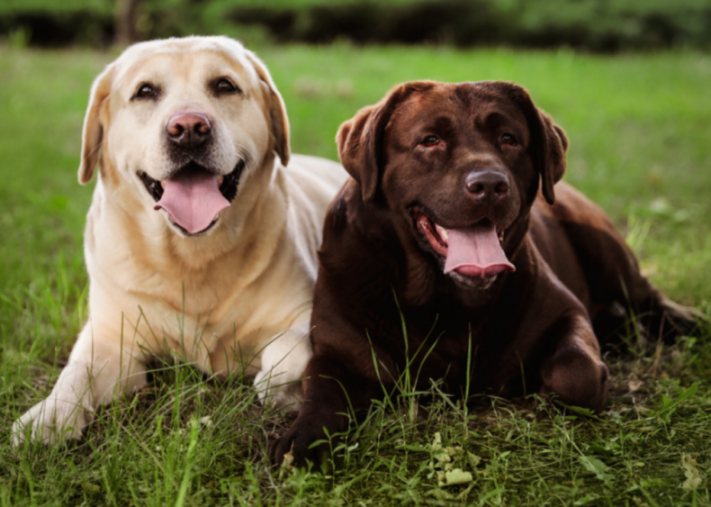 #1. Labrador retriever