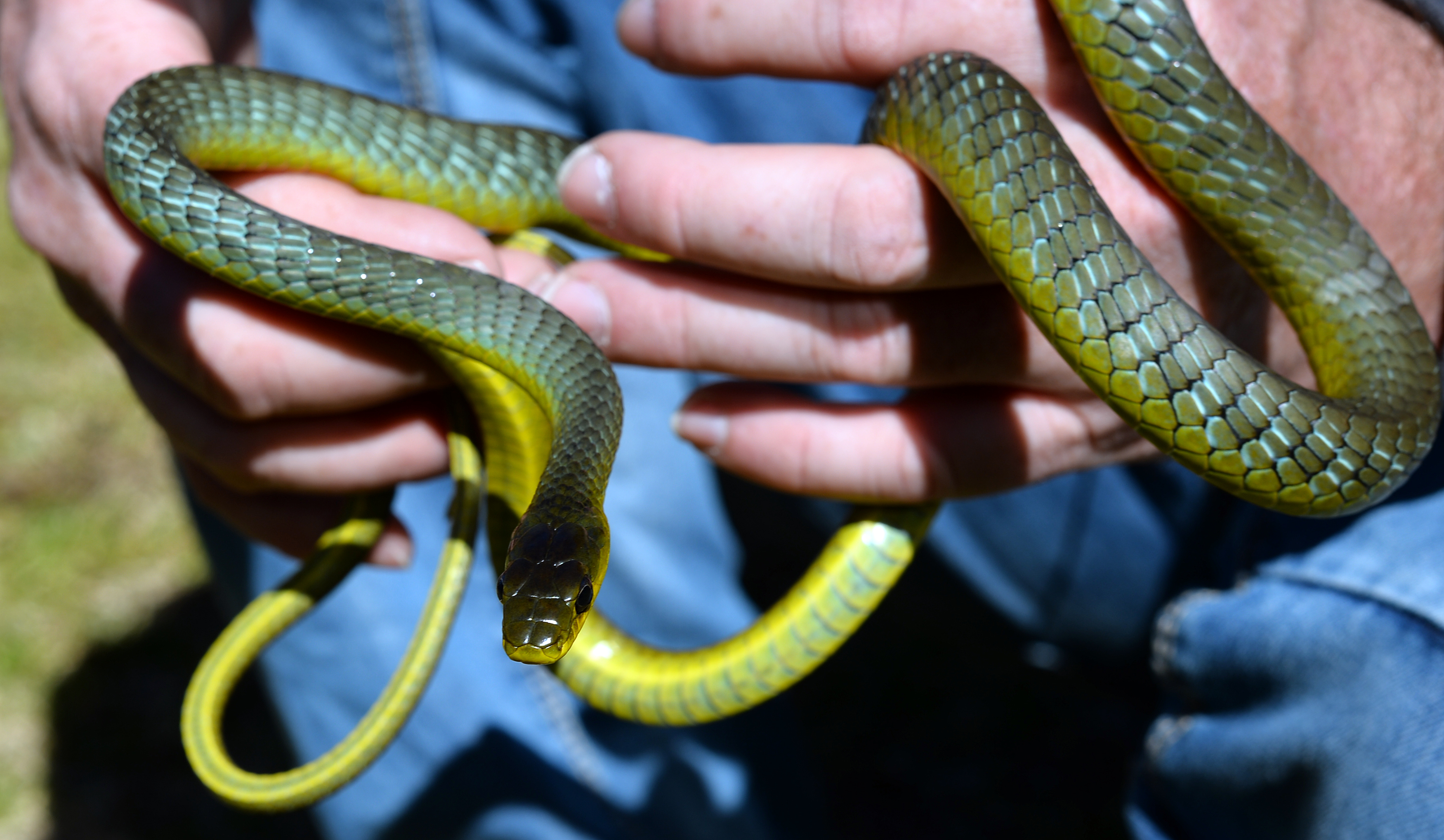 Snake catcher Stuart McKenzie finds social media stardom in unexpected  career 