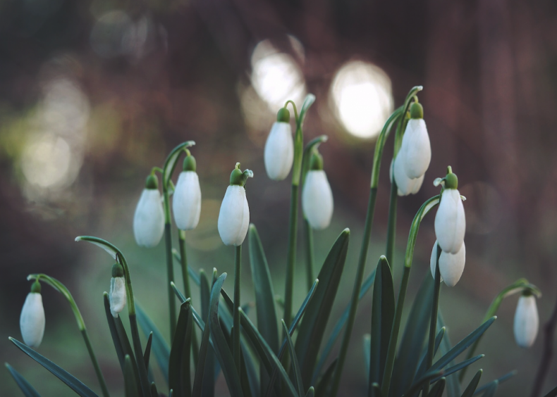 Imbolc