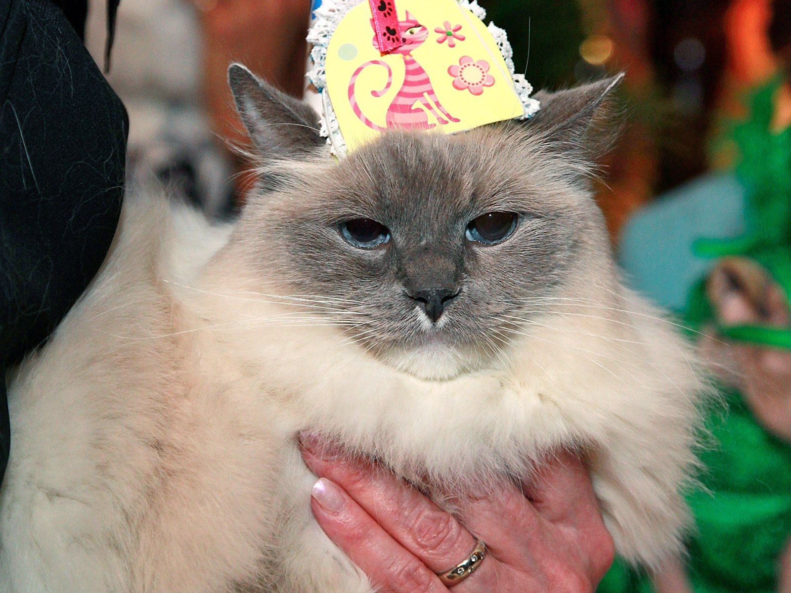 birthday party thrown for pet cat leads