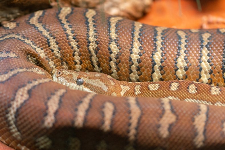 Close-up view of a carpet python (Stock)