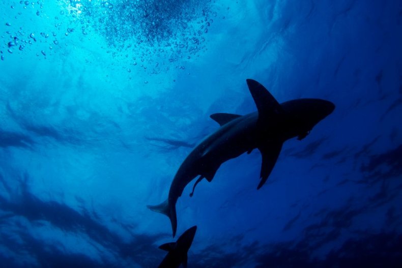 Swimming shark