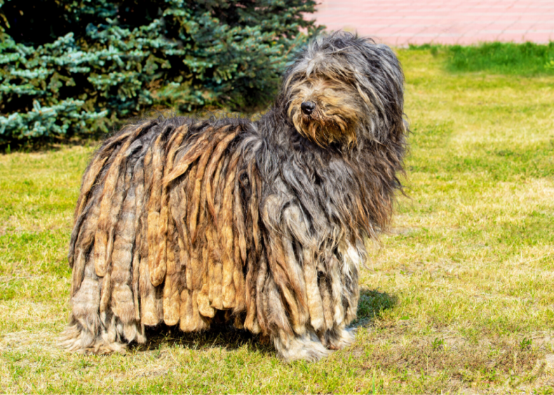 #35. Bergamasco sheepdog