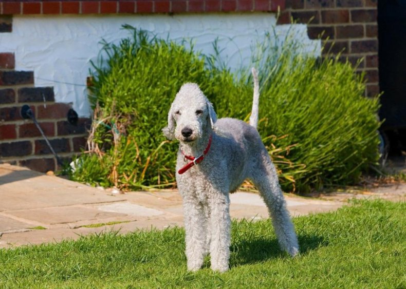 #34. Bedlington terrier