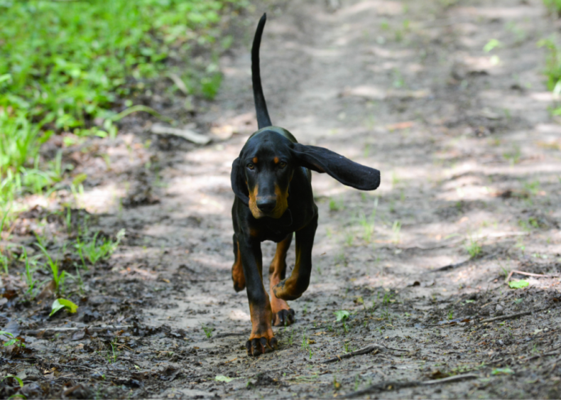 #33. Black and tan coonhound