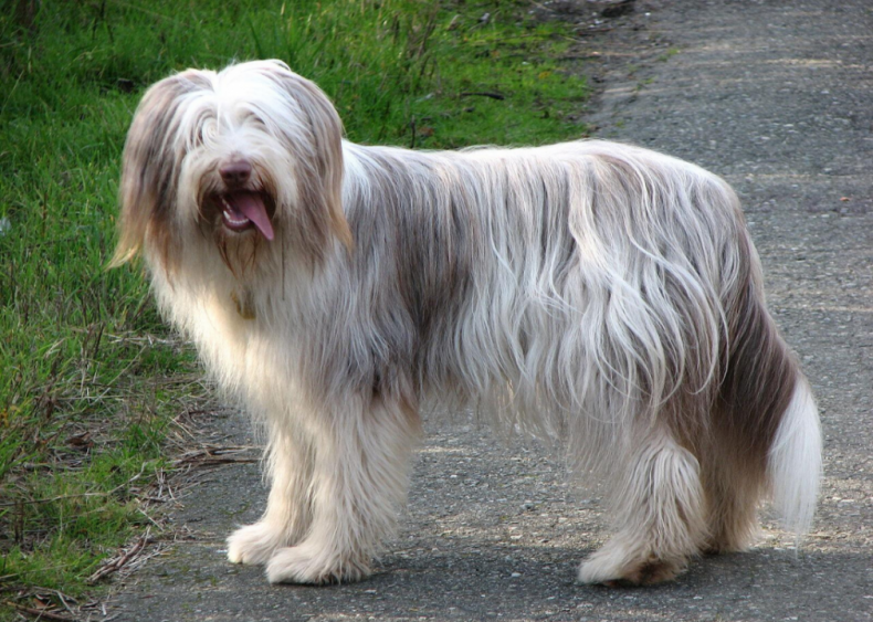 #32. Bearded collie