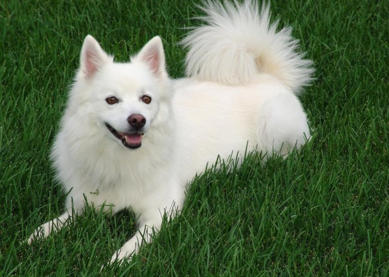 #30. American Eskimo dog