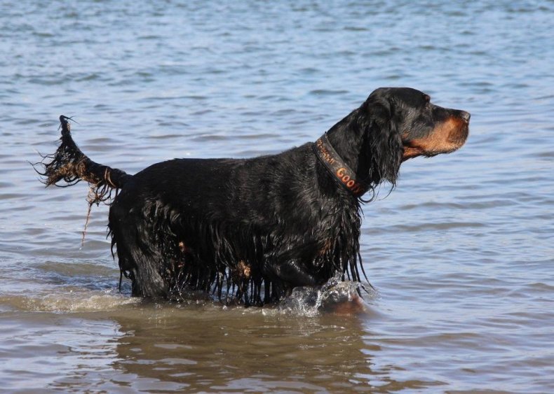 #29. Gordon setter