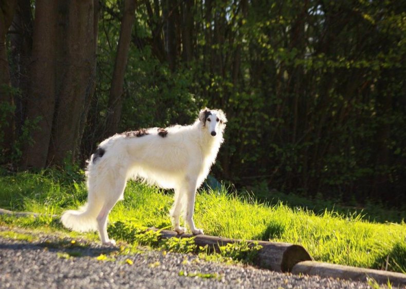 #28. Borzoi