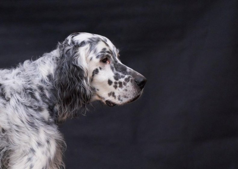 #27. English setter