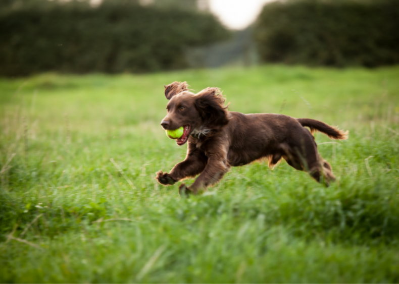 #26. Boykin spaniel