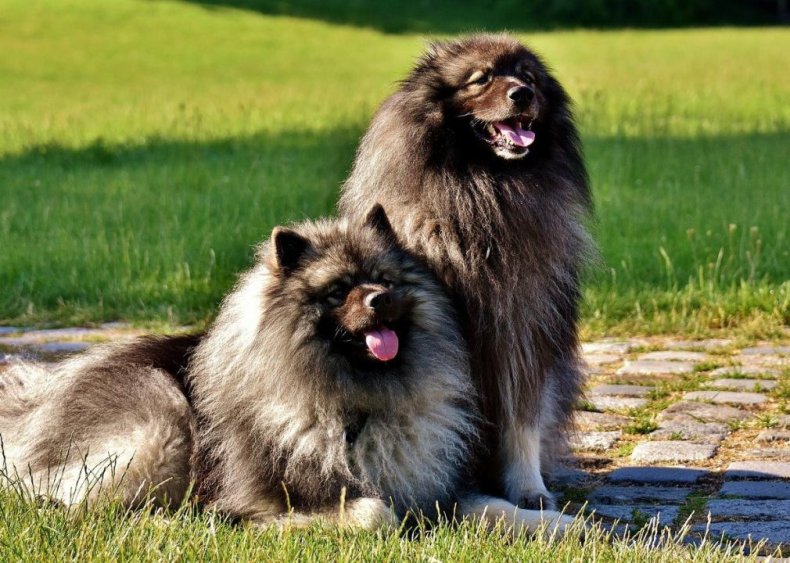 #25. Keeshond