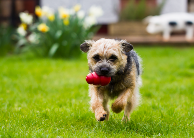 #23. Border terrier