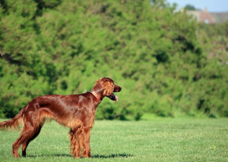 #22. Irish setter