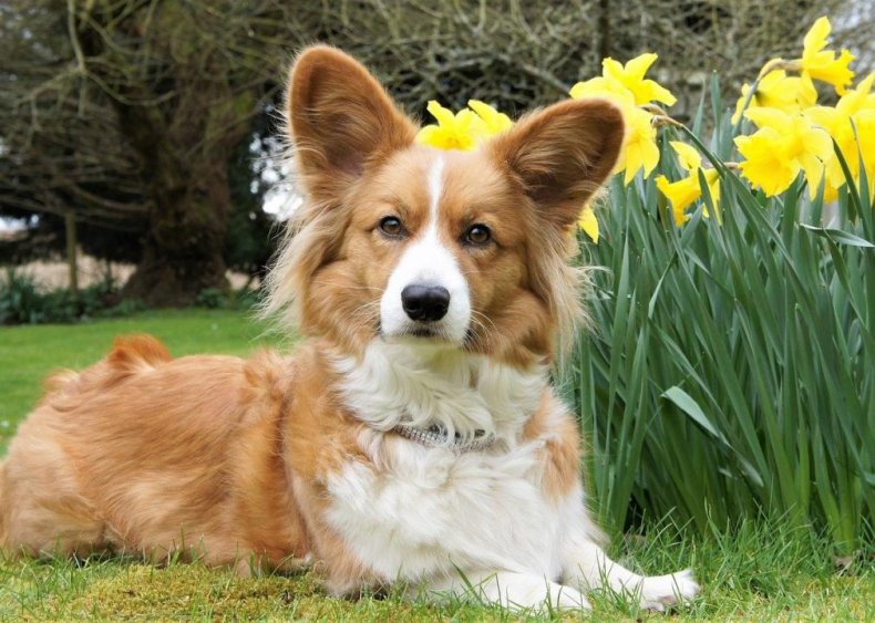 #21. Cardigan Welsh corgi