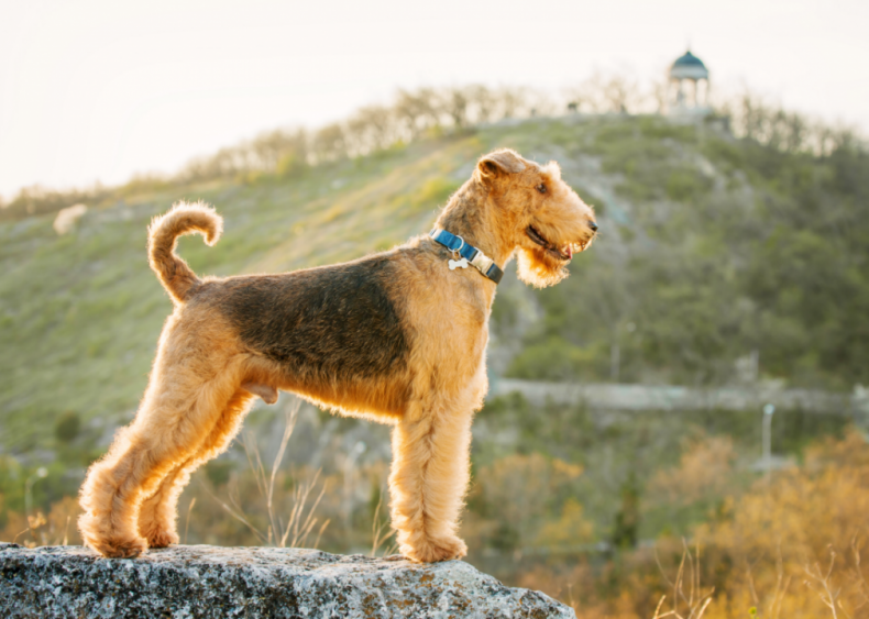 #19. Airedale terrier