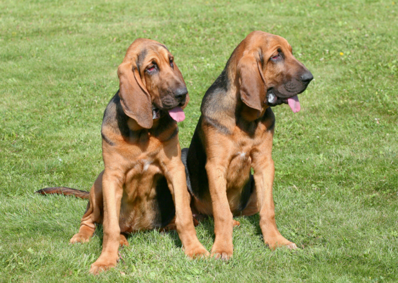 #18. Bloodhound