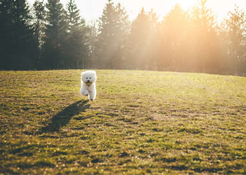 #17. Bichon frise