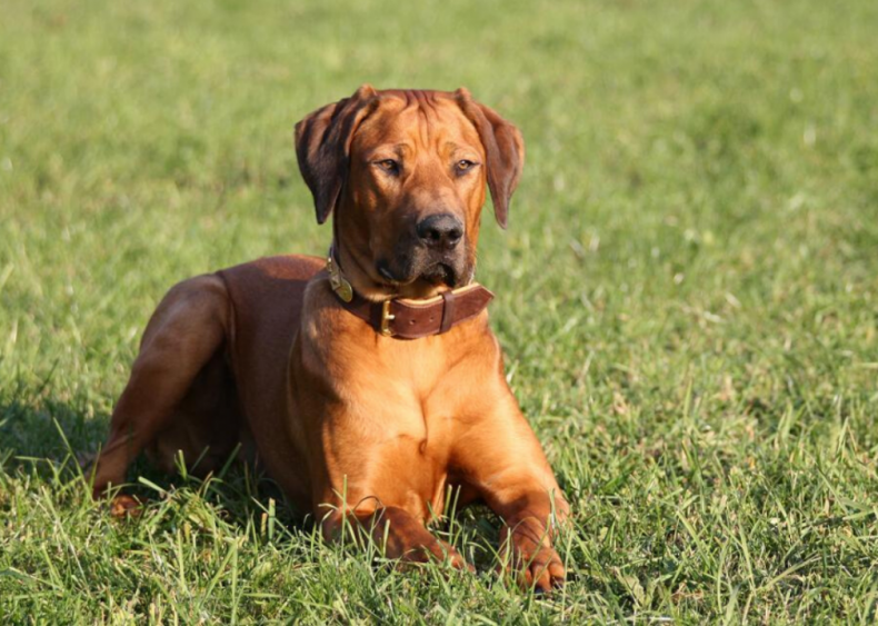 #16. Rhodesian ridgeback