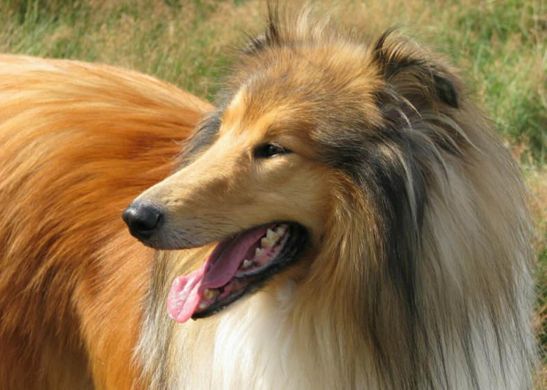 #14. Collie