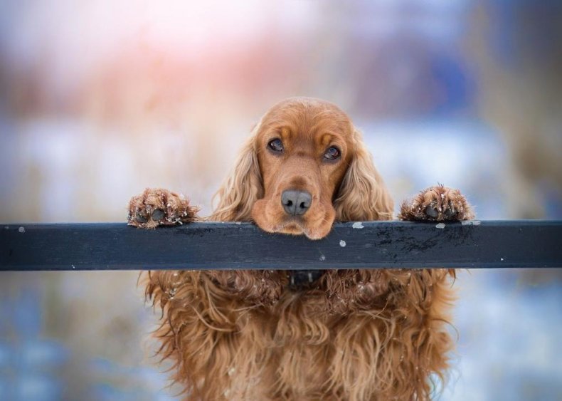 #12. Cocker spaniel