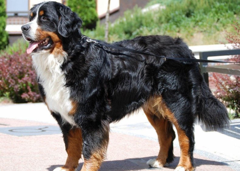 #10. Bernese mountain dog