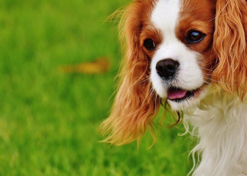 #8. Cavalier King Charles spaniel