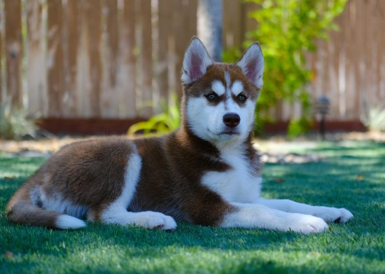 #7. Siberian husky