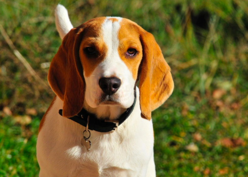 #5. Beagle