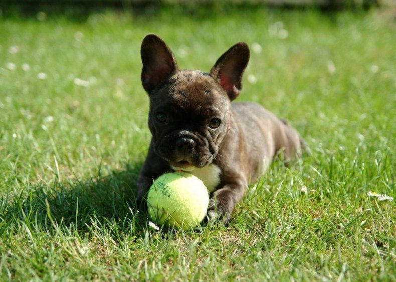 #3. French bulldog