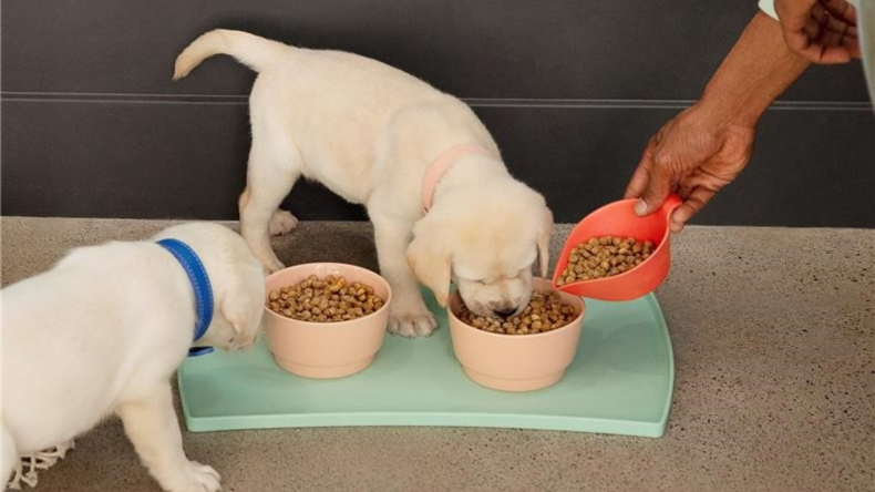 kibble