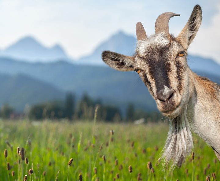 Goat attacks man and hides in the background while paramedics help the victim on video