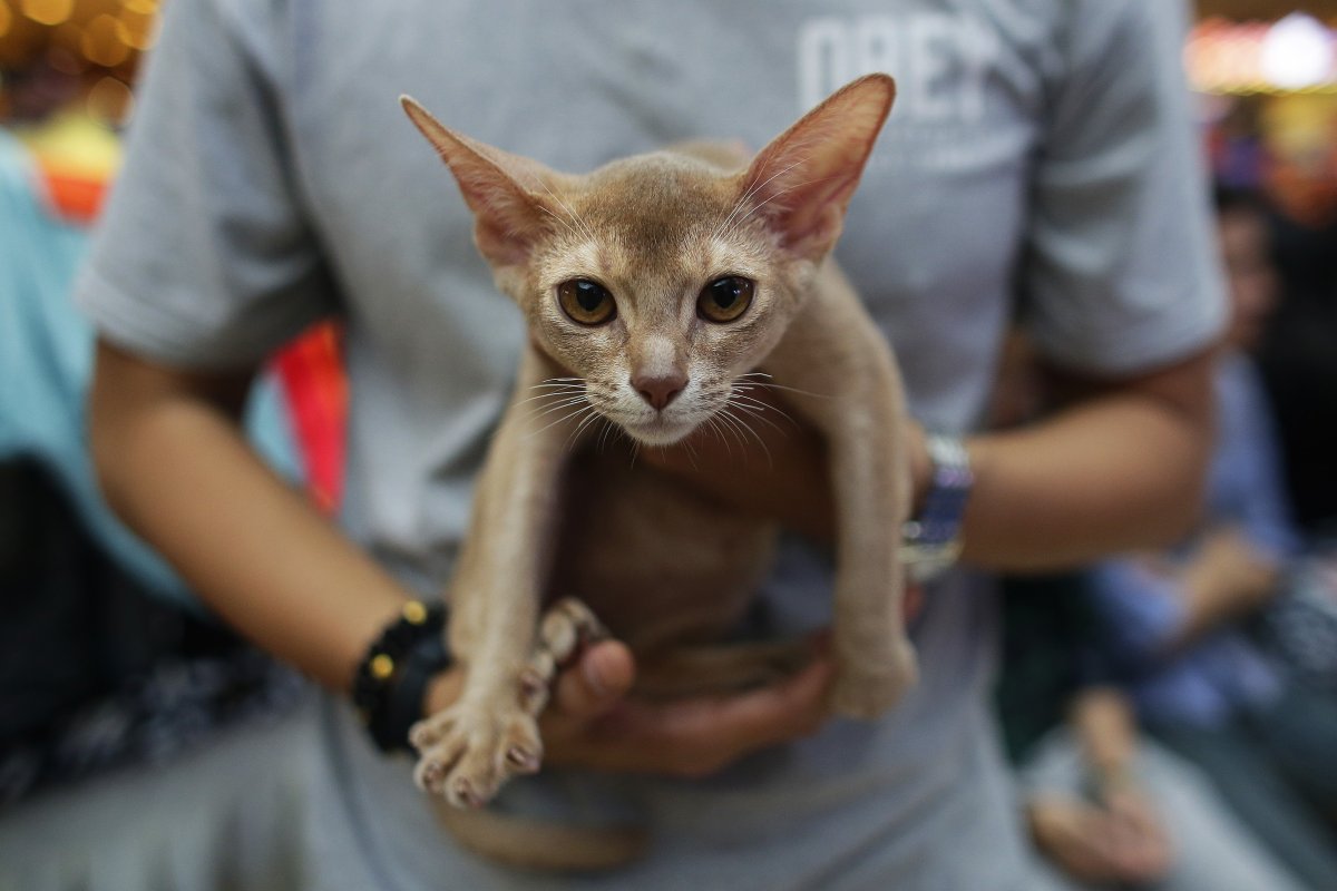 Abyssinian Cat