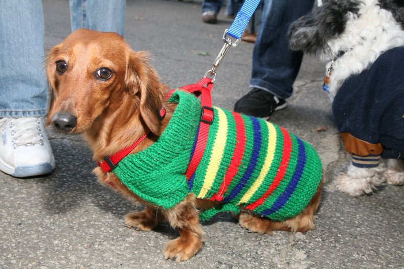 dachshund