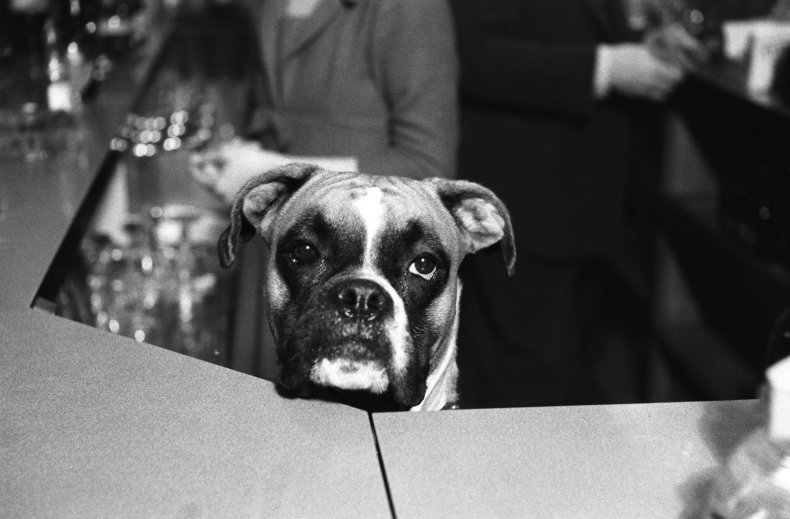 Boxer