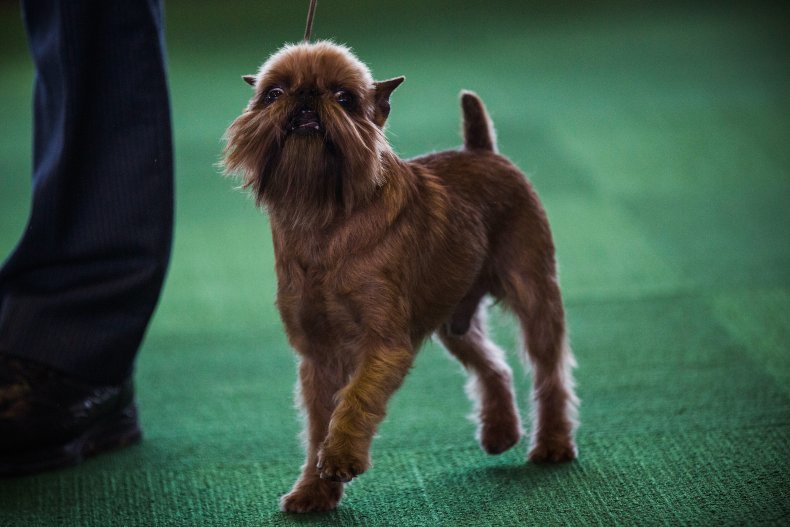 Brussels Griffon