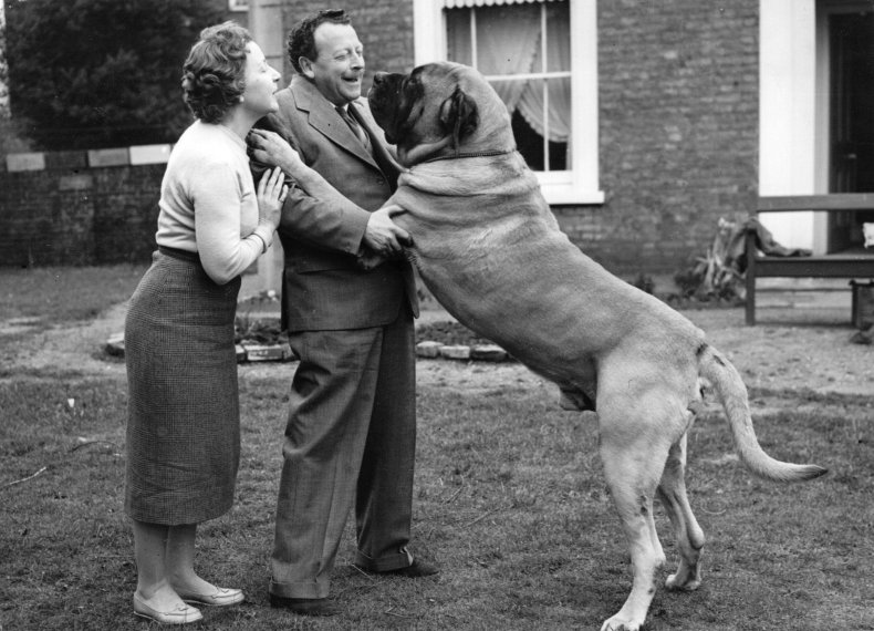 MAstiff