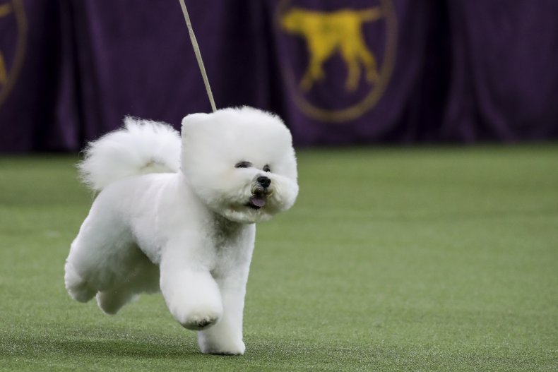 Bichon Frise