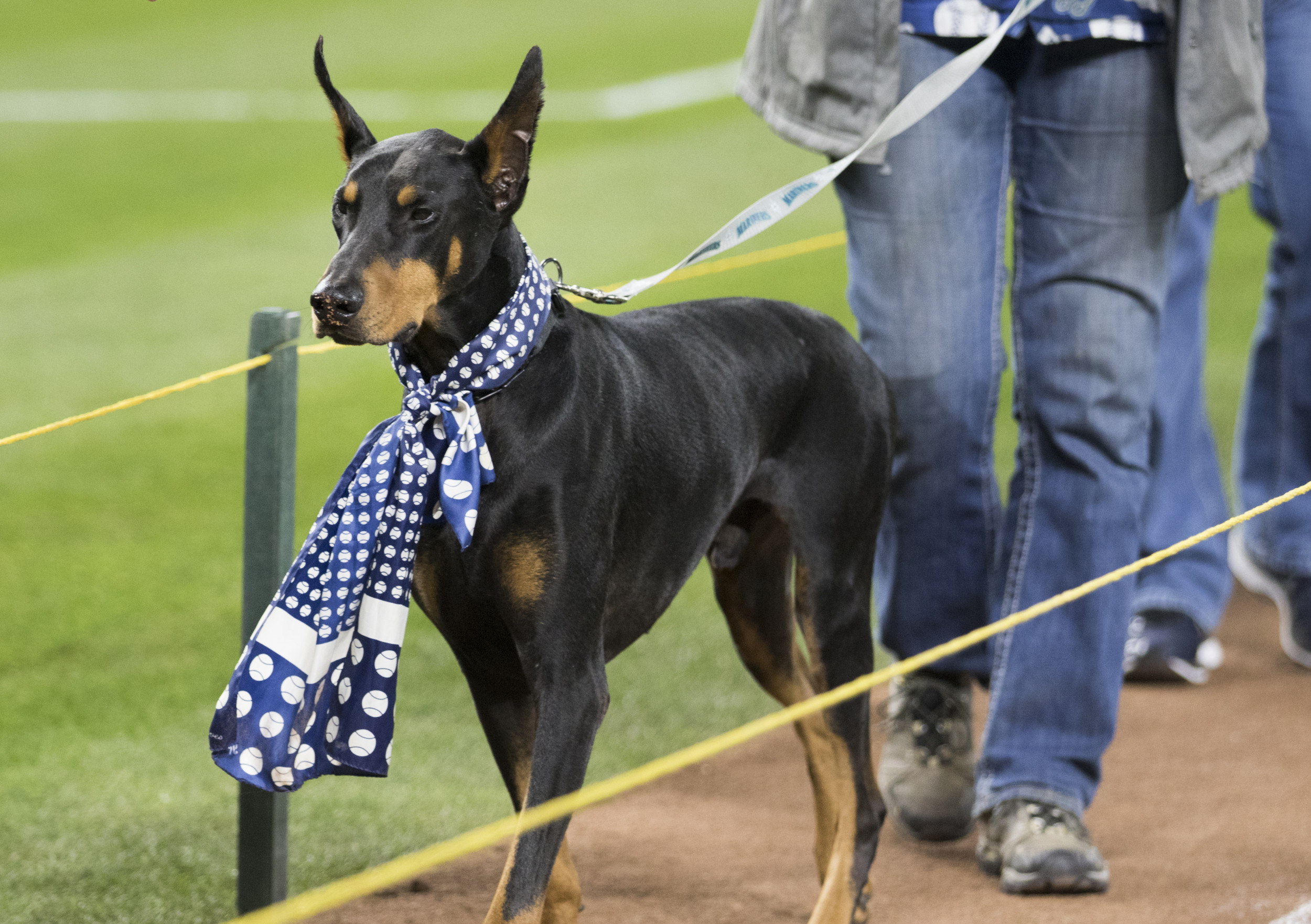 The 20 Most Obedient Large Dog Breeds