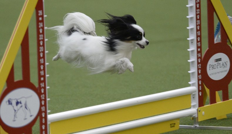 Papillion