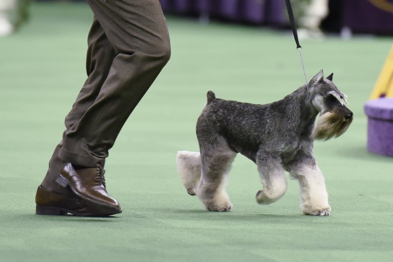 Mini schnauzer