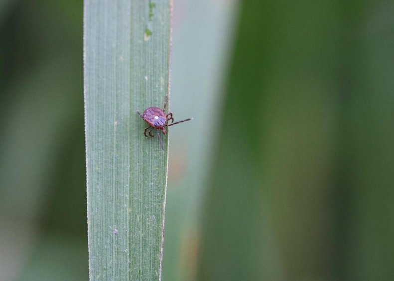 There is a tick-induced meat allergy