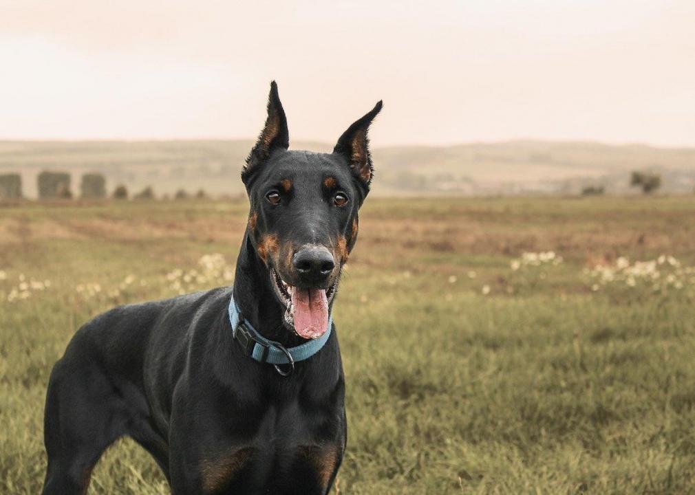 These Are the 30 Most Popular Large Dog Breeds